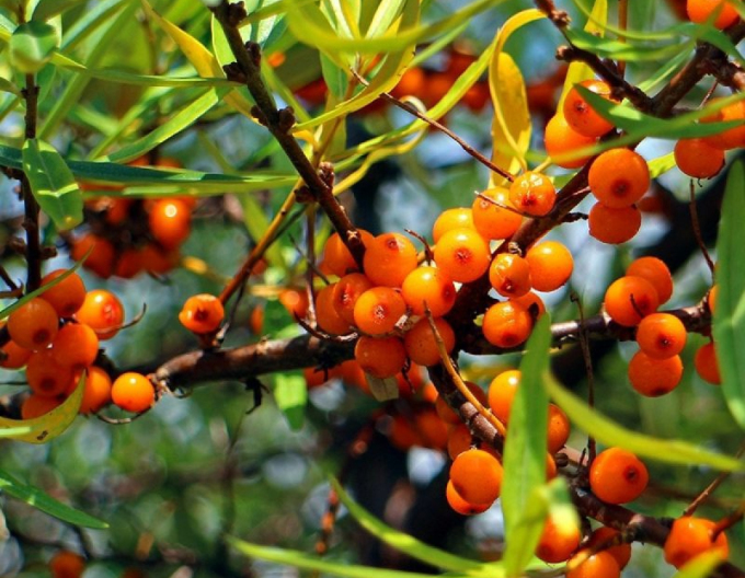 Sanddorn weiblich Altajska