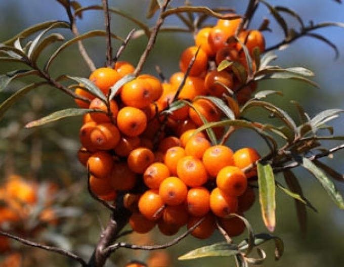 Sanddorn weiblich Altajska