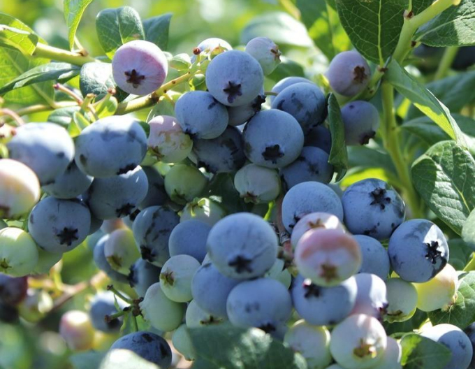 Blaubeeren Kanada Bluegold 5L