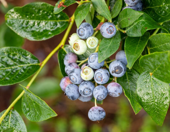 Blaubeeren Kanada Bluegold 5L