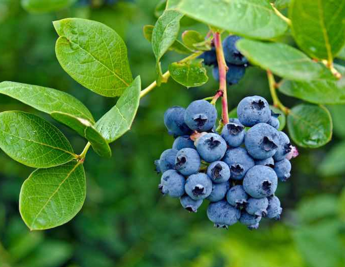 Kanadische Blaubeeren Polaris 5l