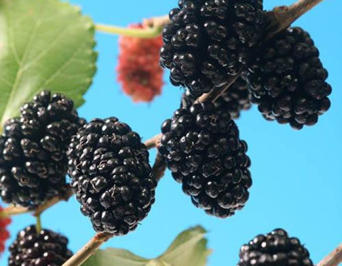 Maulbeere Mojo Berry