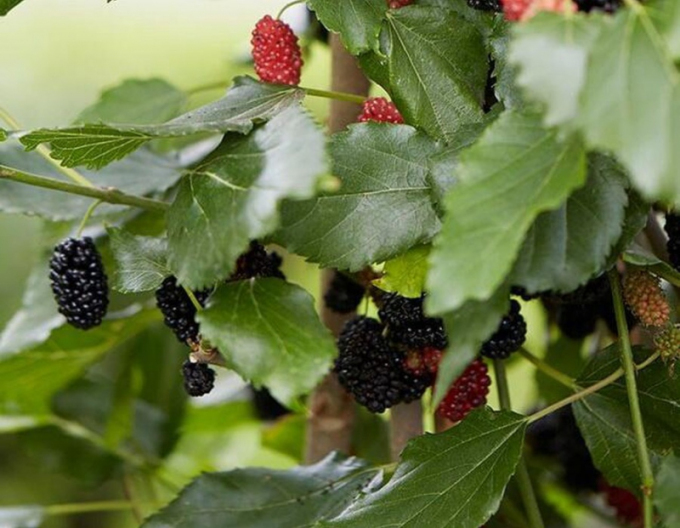 Maulbeere Mojo Berry