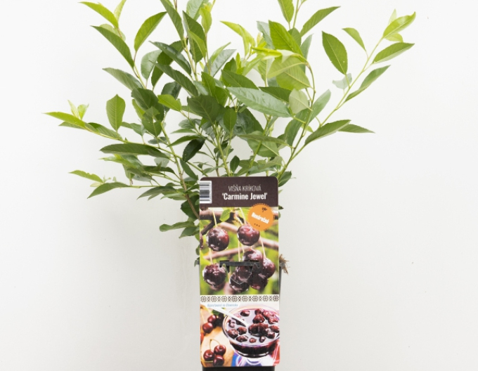 Prunus Carmine Jewel