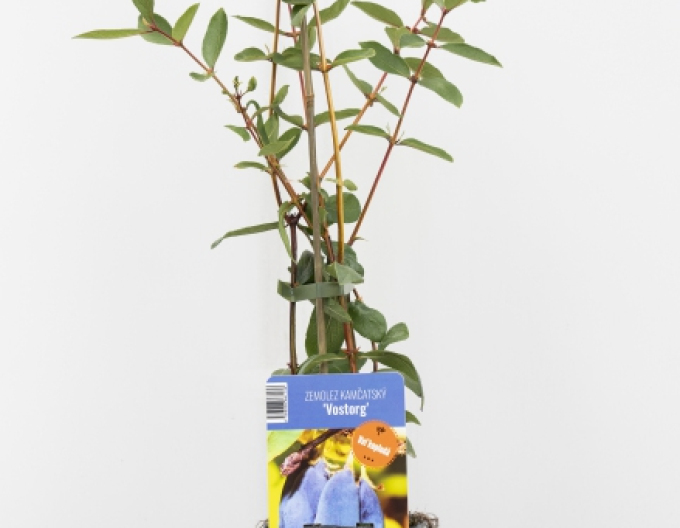 Sibirische Blaubeere Vostorg