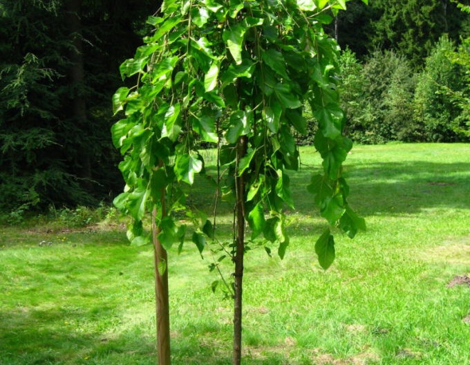 Maulbeere überhängend