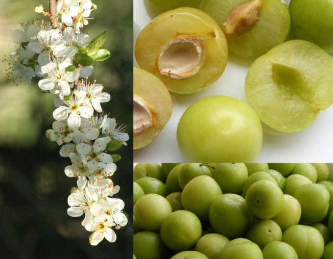 Ringlots "Wazonova", sub. Grünes Ringelspiel, freihändig.