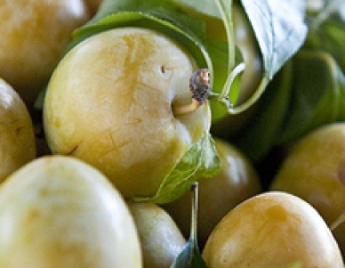 Ringlots "Wazonova", sub. Grünes Ringelspiel, freihändig.