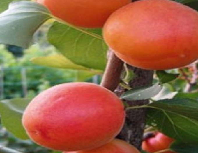 Aprikose Barbora, auf Myrobalane, wurzelnackt