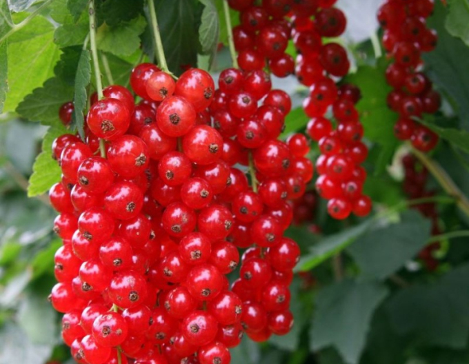 Rote Johannisbeere Detvan Strauch