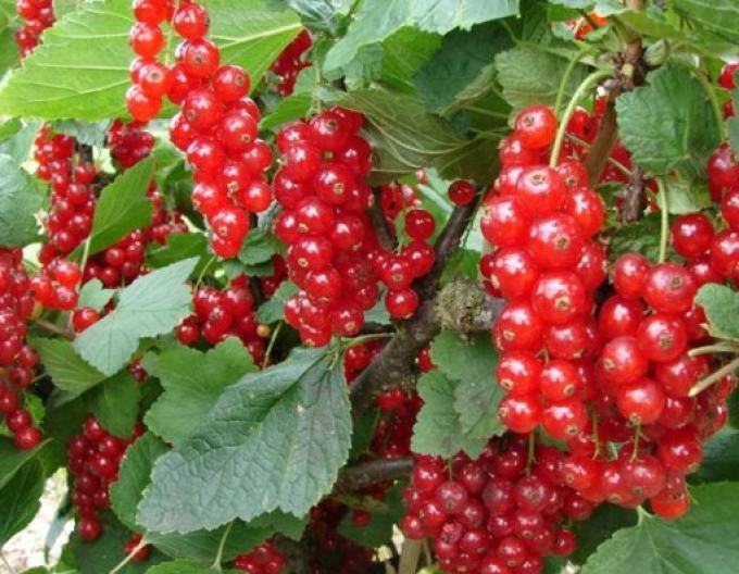 Rote Johannisbeere Trent Strauch