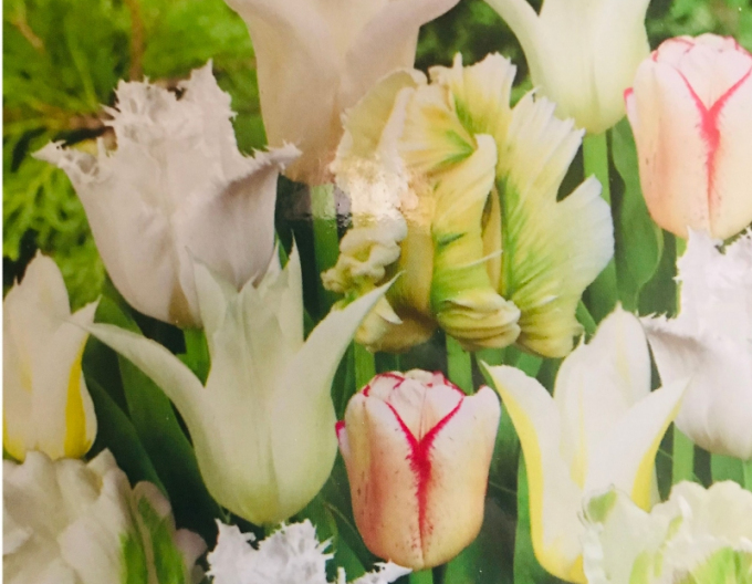 Tulpe exklusiv Gama White