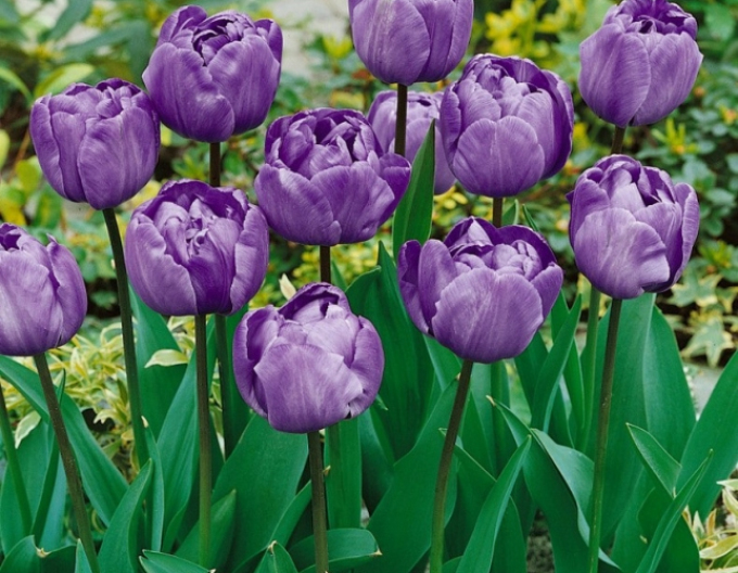 Tulpe Blue Diamond