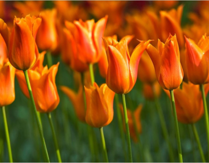 Tulpenlilienblume Ballerina