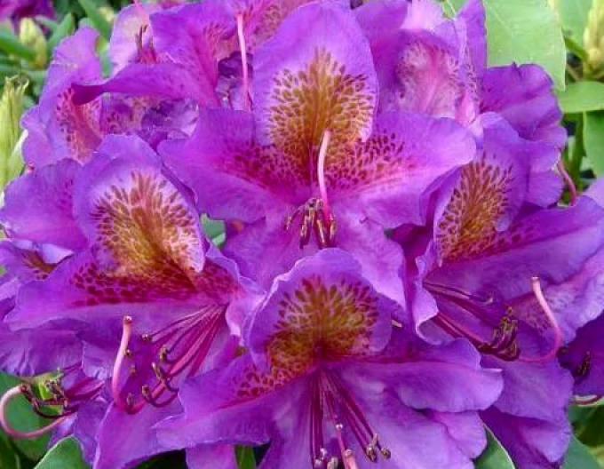 Rhododendron Marcel Menard