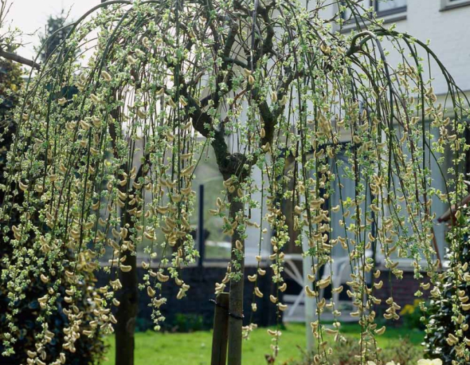 Salix caprea  Kilmarnock - Stämmchen 80cm