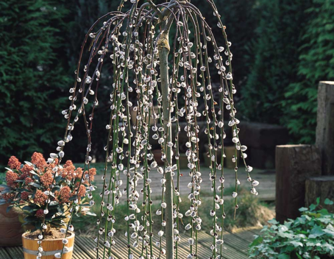 Salix caprea  Kilmarnock - Stämmchen 80cm