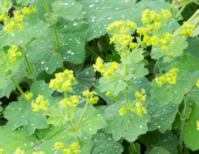 Alchemilla gemeinsam