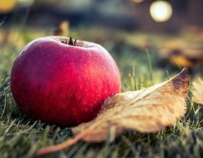 Apfelbaum Florina Winterunterlage. A2, frei.