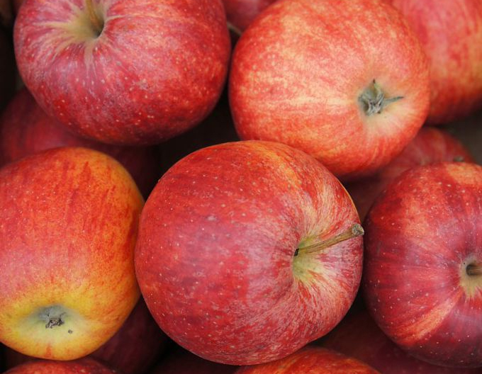 Apfel Gala Mitchgla, auf M9, wurzelnackt