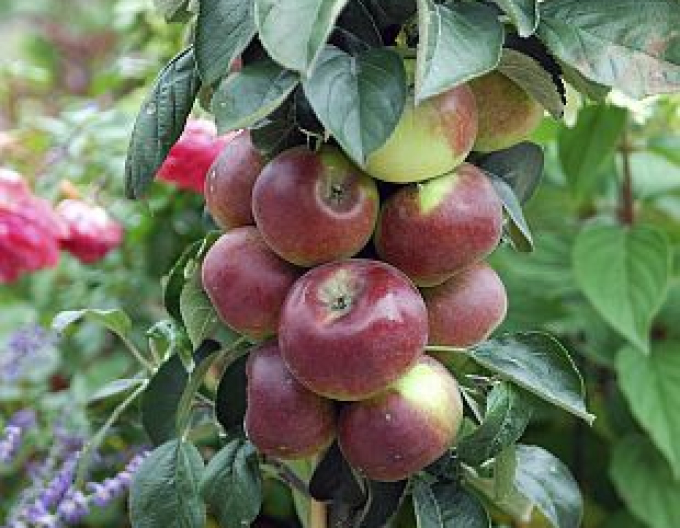 Säulenapfelbaum Cumulus Winter, sub. MM106, frei.