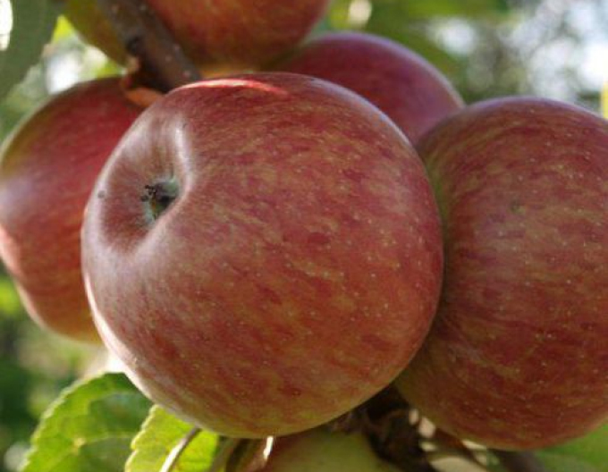 Säulenapfelbaum Herald Winter, sub. MM106, frei.