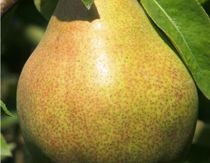 Grüne Williams-Birne auf Quitte, wurzelnackt