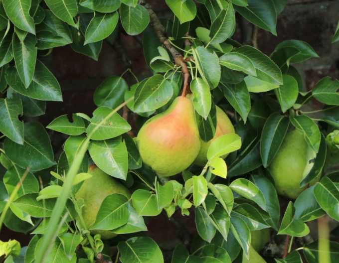 Zwergbirne Gute Luise auf Quitte, wurzelnackt
