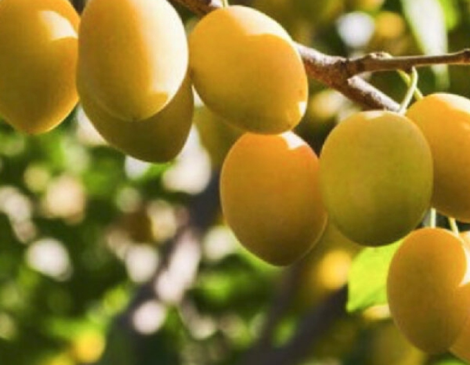 Pflaume Gelbe Fichte