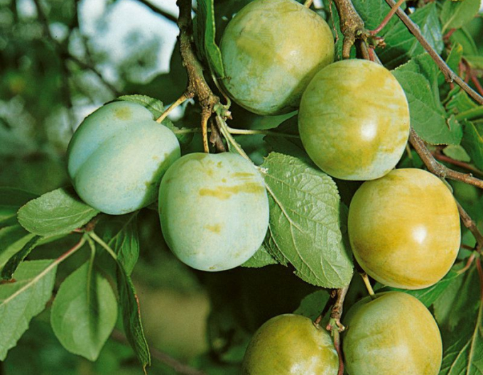 Grunne Reneklode, auf Myrobalane, wurzelnackt