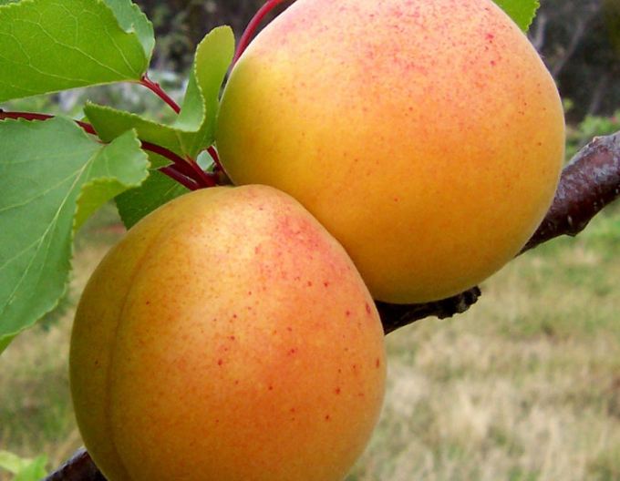 Aprikose Ungarisch, auf St. Julien, wurzelnackt