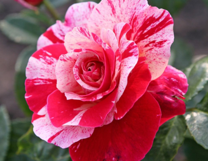 Rose Abrakadabra