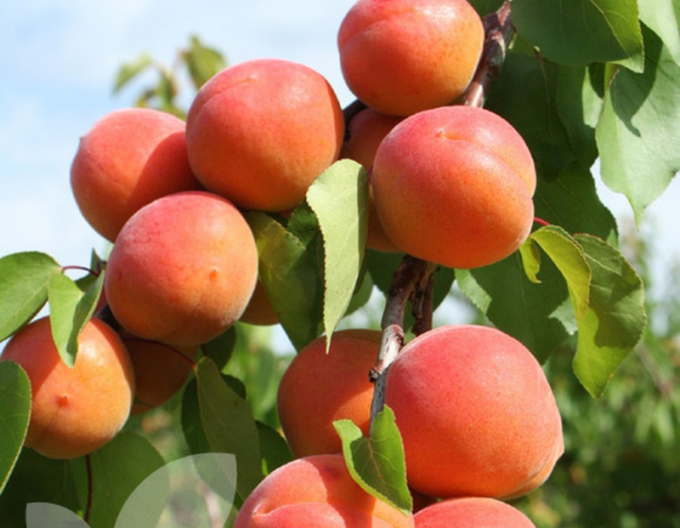 Aprikose Harogem, auf Myrobalane, wurzelnackt