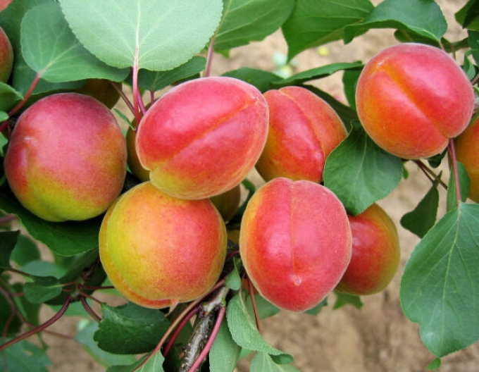 Aprikose Harogem, auf Myrobalane, wurzelnackt