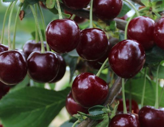 Kirsche MORELLENFEUER spät