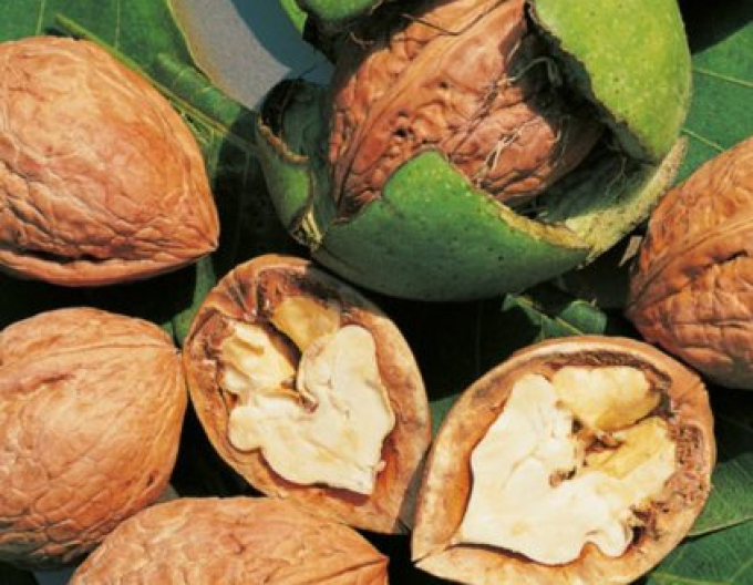 Königliche Walnuss Tulare 5l