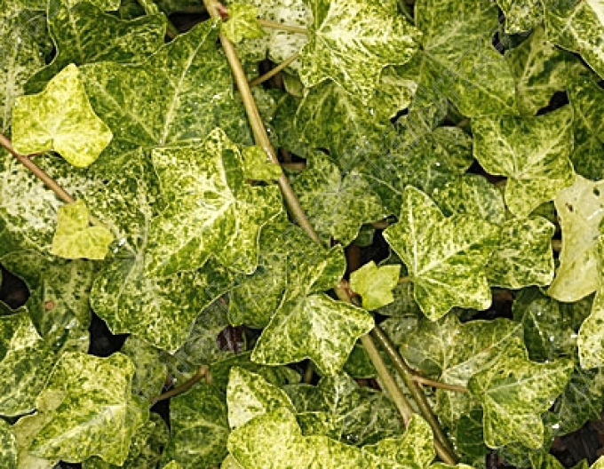 Efeu Professor Seneta