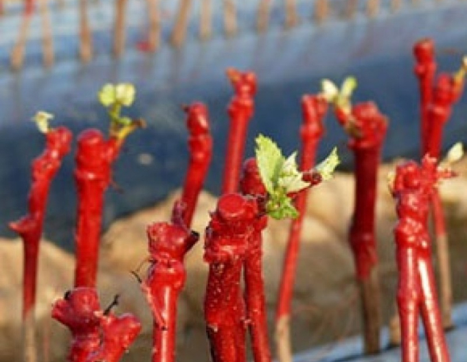 REBWACHS WF Veredelungswachs 2kg