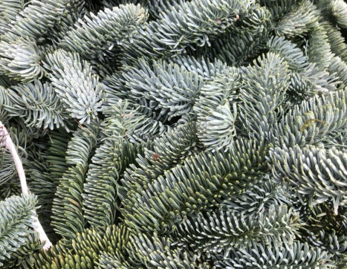 Geschnittenes Nobilis-Tannengrün 5 kg