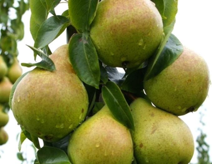 Säulenbirne Condo, auf Quitte, Cont. 2l