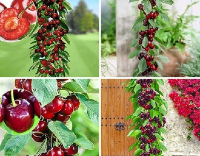 Säulenkirsche Queen Marry, Cont. 5l