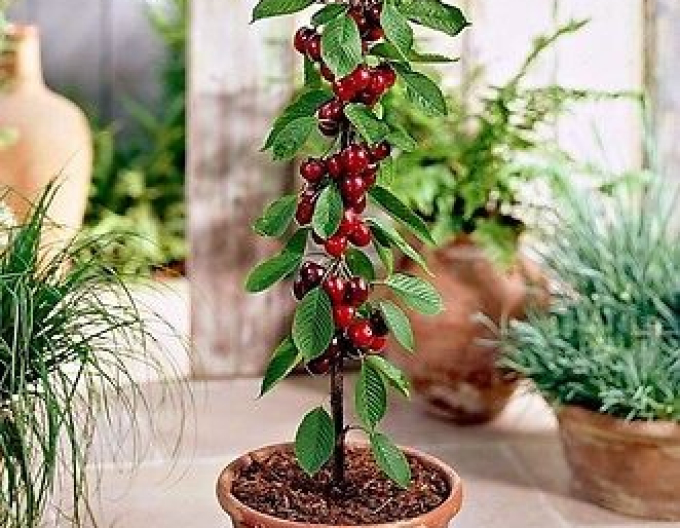 Säulenkirsche Queen Marry, Cont. 5l