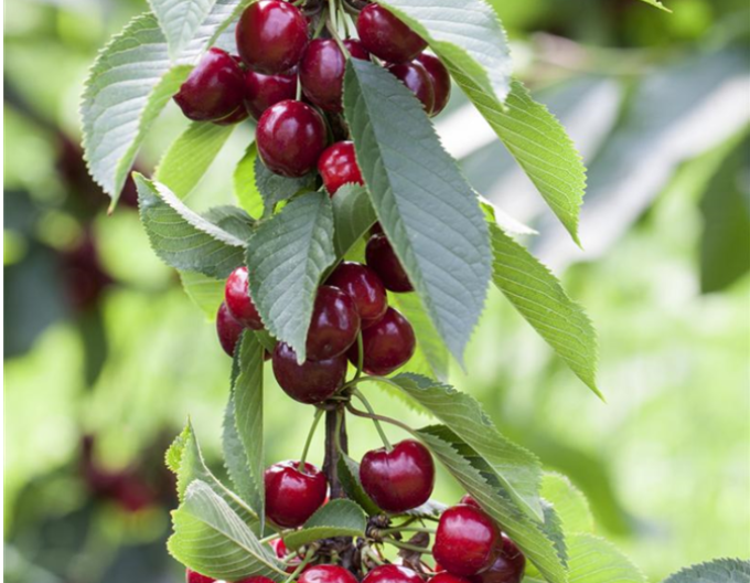 Säulenkirsche Viktoria, Cont. 5l