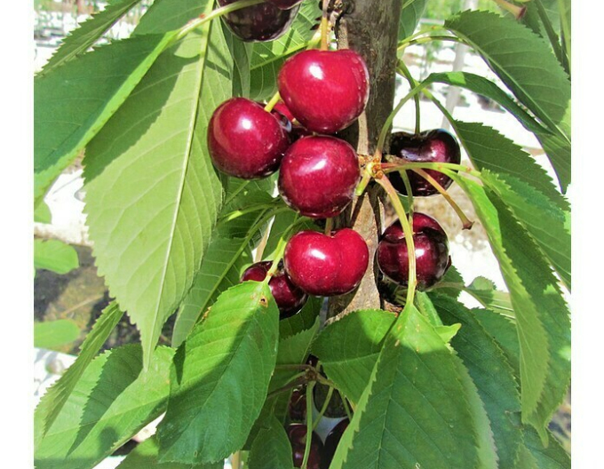 Säulenkirsche Viktoria, Cont. 5l
