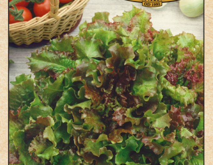 Kopfsalat Biscia Rossa