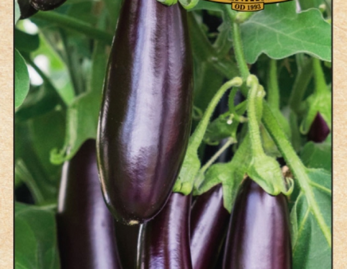 Aubergine Lagada