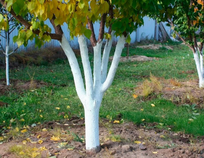 Biovita Kalk zum Bleichen von Bäumen und Sträuchern 2kg