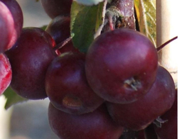 Säulenapfelbaum Maypole auf M7, Cont. 5l