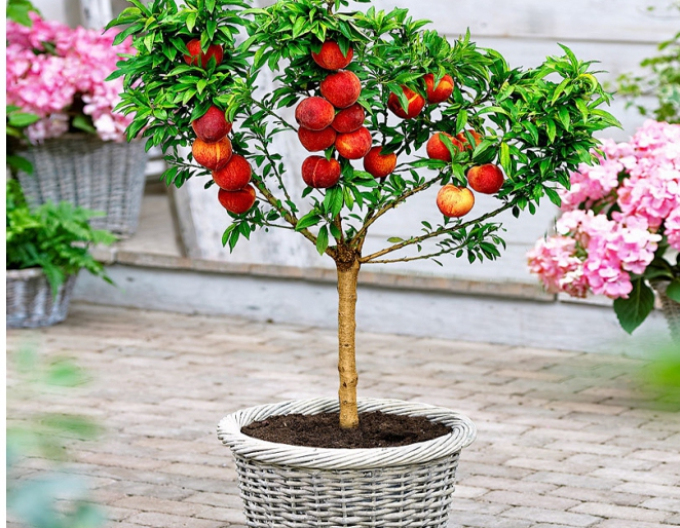 Nektarine Rubis Nekta Zee