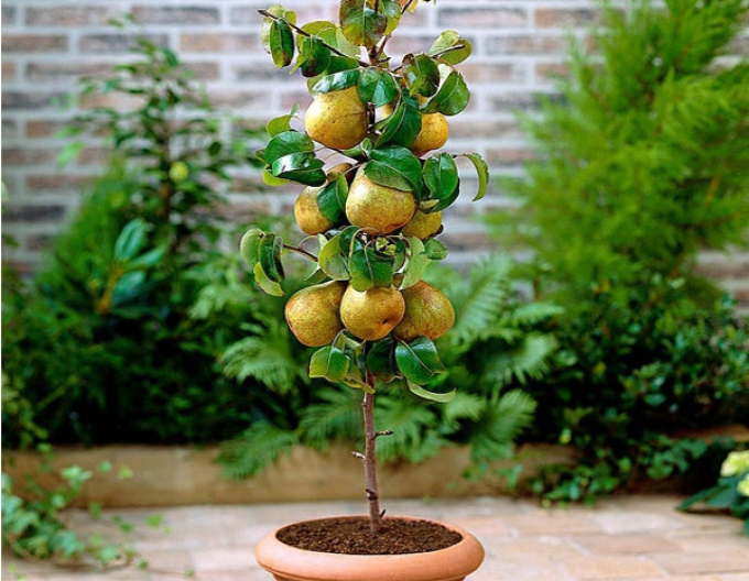 Säulenförmige Birne Concorde 2l